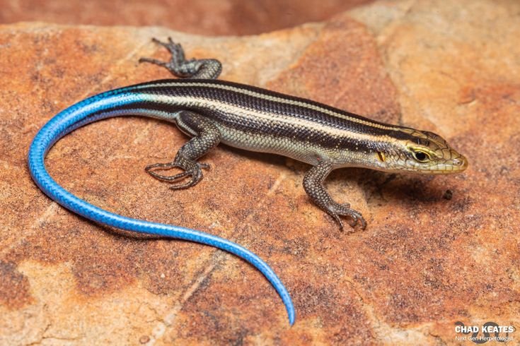 African Skink